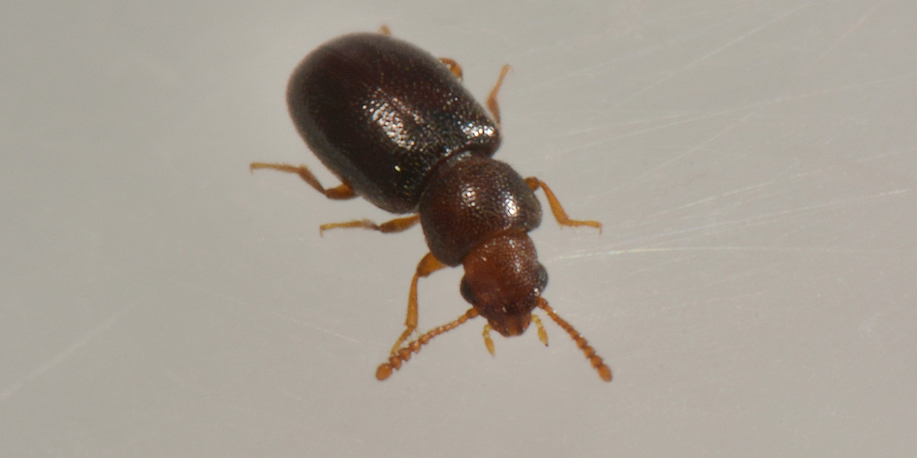 Piccolino in cerca di famiglia:  Myrmechixenus subterraneus (Tenebrionidae)